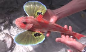 Gurnard