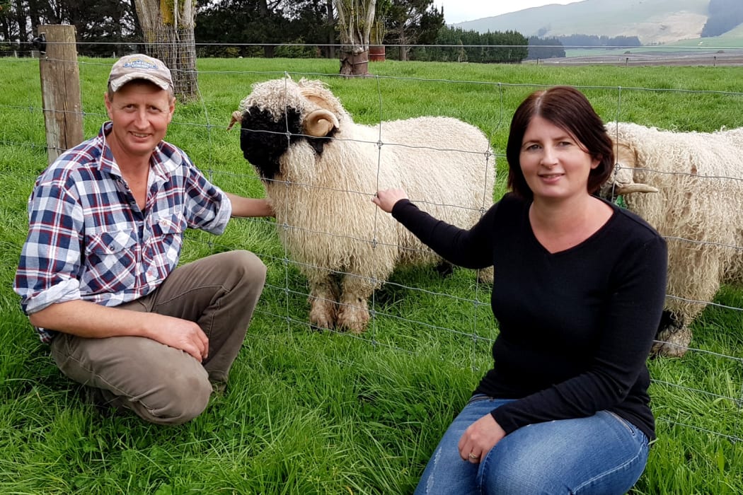 Hayden and Melissa Cowan with a purebred valais blacknose ram