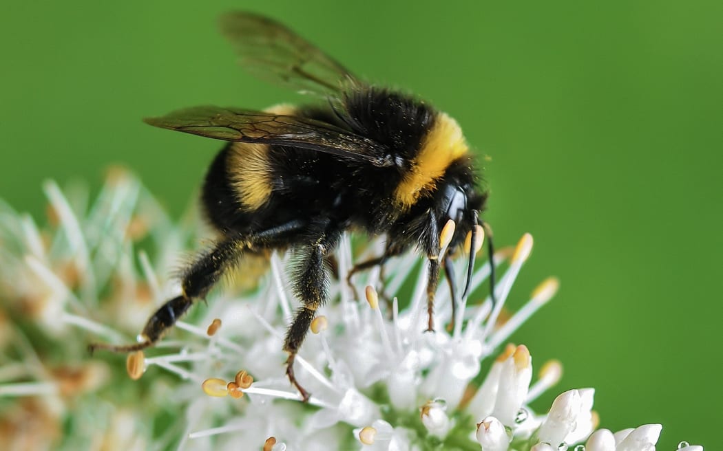 bumblebee