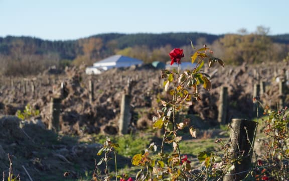 A splash of scarlet against the mud and debris from Cyclone Gabrielle.