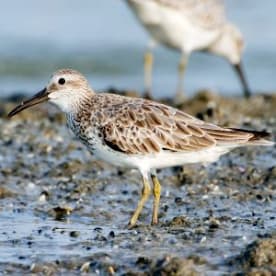 Photo for Great knot