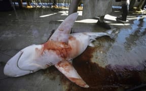 Sharks valued for their fins