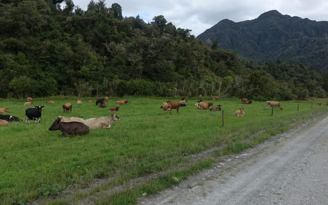 West Coast farmland backing on to native bush.