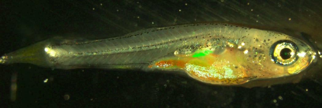 Cells transmitting information to the next generation in fish (highlighted green) do not erase memory attached to DNA as humans do.
