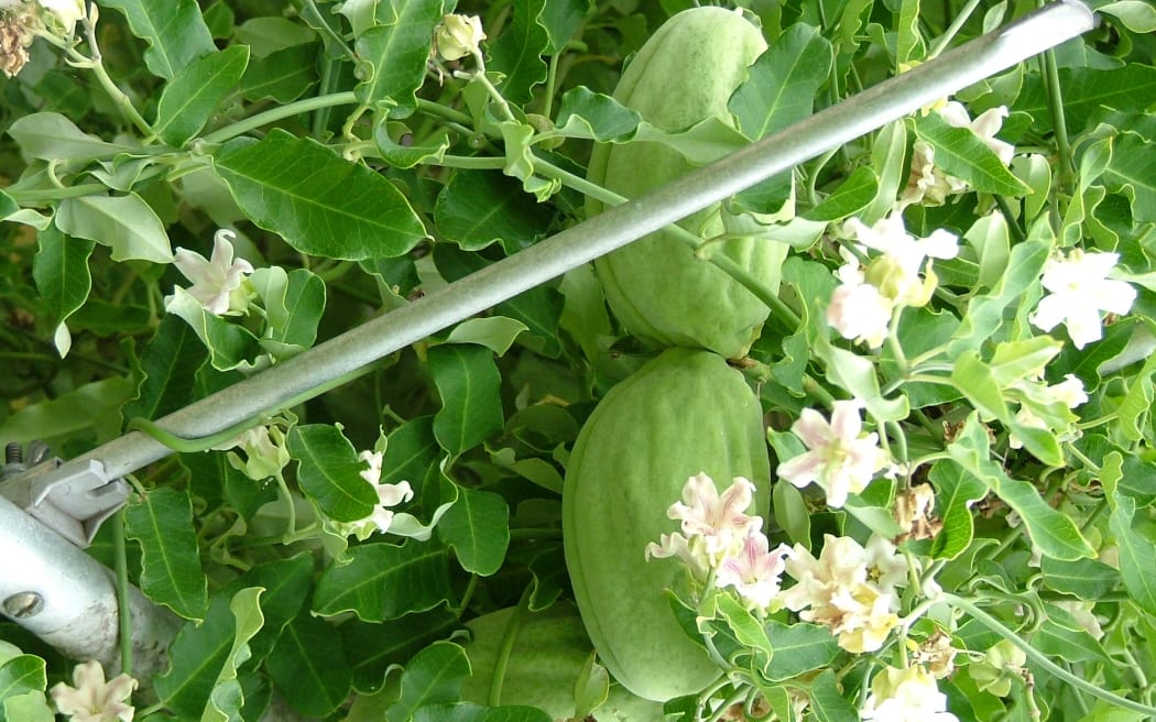 Mothplant pods and flowers on vine