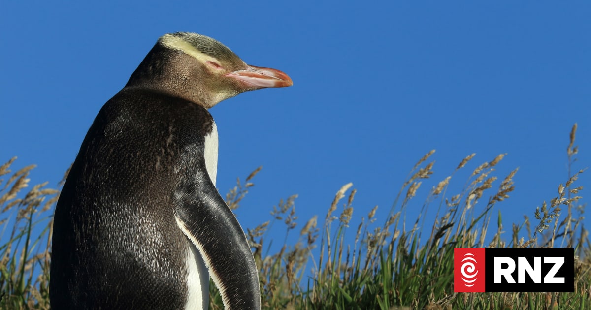 Farmland effective nesting habitat for endangered hoiho penguins, new research finds