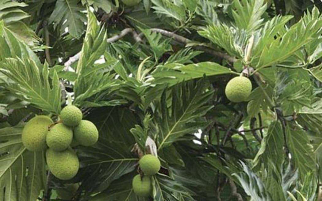 Breadfruit