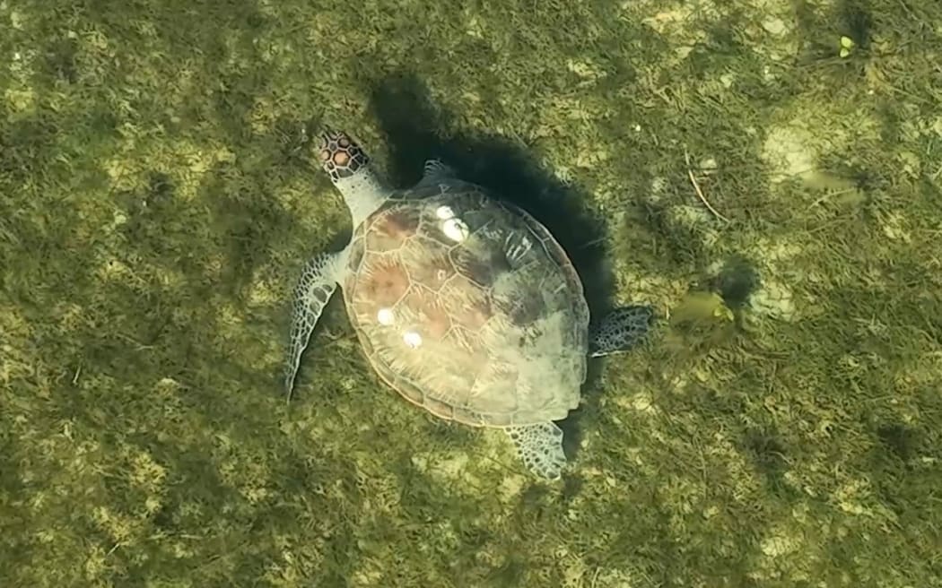 Drone image of a green turtle foraging in the Far North’s Rangaunu Harbour.