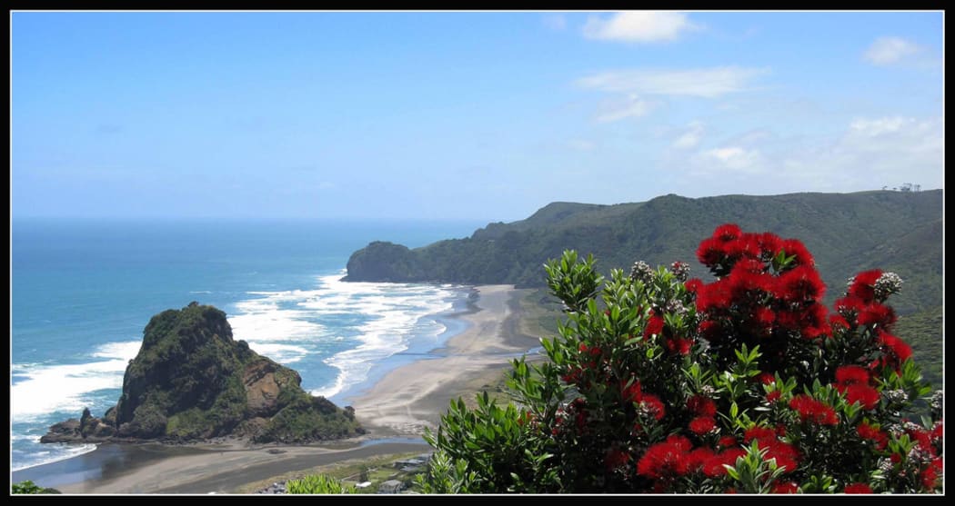 Piha and Pohutukawa