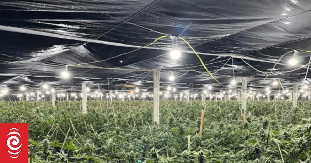 187 cannabis grow houses busted by Auckland police in 18 months