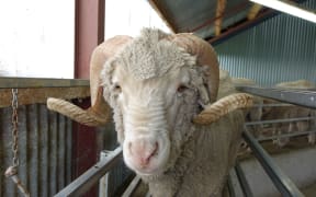 20 years of genetic breeding at Earnscleugh Station has created Merino sheep capable of producing some the finest wool fibres on the planet.