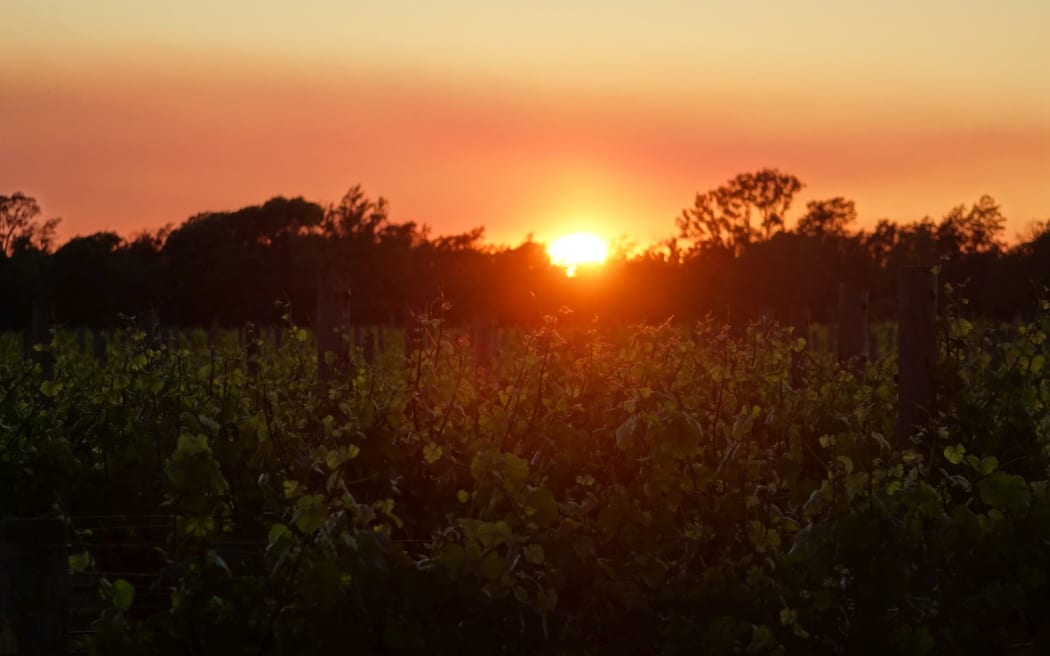The sun rises over the vineyards of Waikakaho Valley in Marlborough