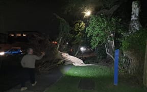 A large macrocarpa tree came down onto Manly Street in Paraparaumu Beach during the storm.