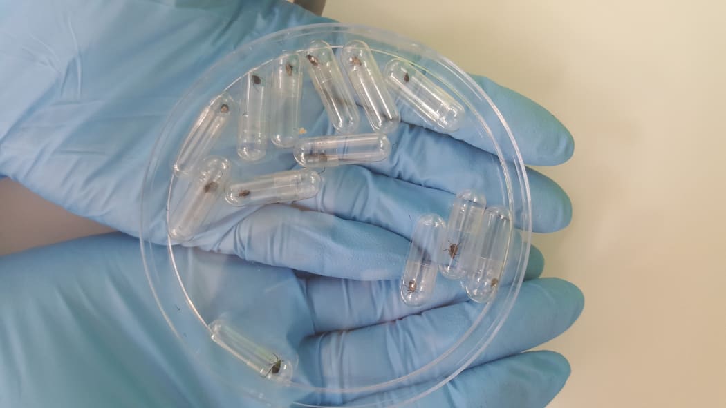 'Aphid mummies' - each tube contains a giant willow aphid that contains a developing parasitic wasp larva.