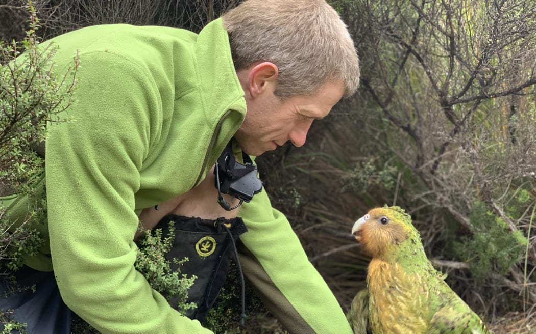 A man in a bright green fleece kneels down in the bush and looks at a large green parrot that is looking up at him with curiosity.