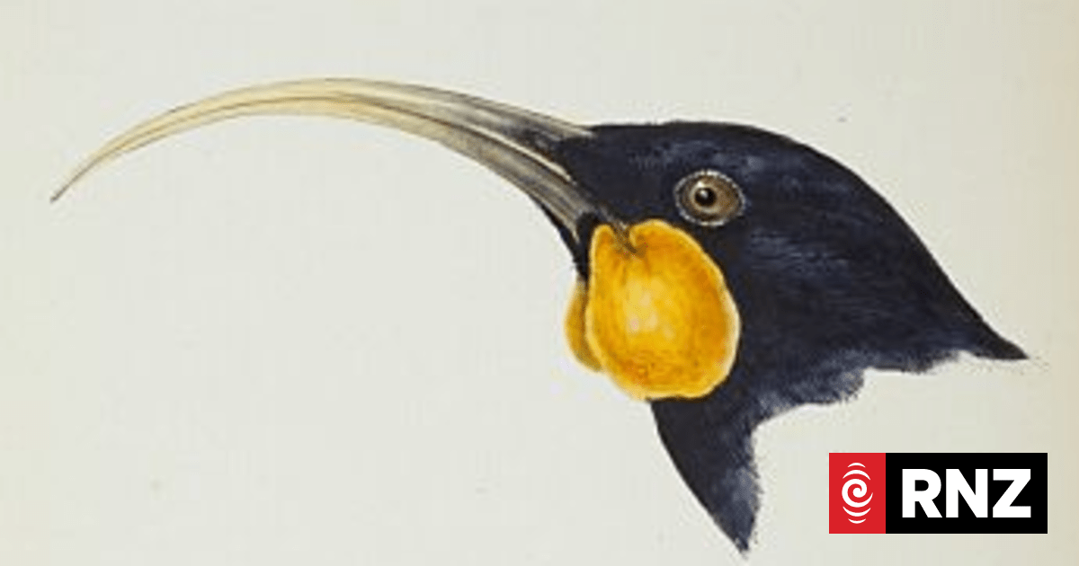 How could bird species diversity be recovered? | RNZ