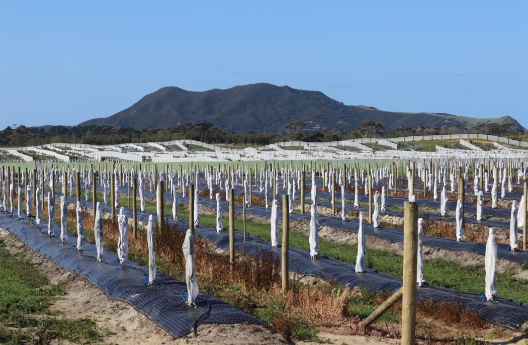 Houhora, a key avocado growing area on the Far North's Aupōuri Peninsula