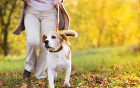 Dog park lead
