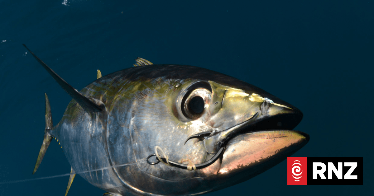 EU fund targets fish laundering in the Pacific | RNZ News