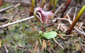 Swamp Helmet Orchid