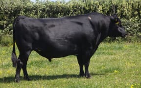 KiwiCross artificial breeding bull Priests Sierra.