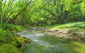 Stream flowing through farmland, New Zealand.