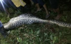 A missing Indonesian man, Akbar, was found dead inside a python.