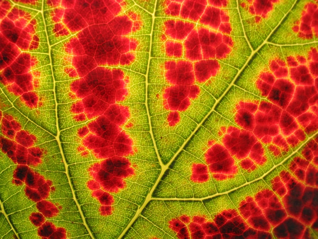 Autumn - close-up view of a vine leaf in back light.