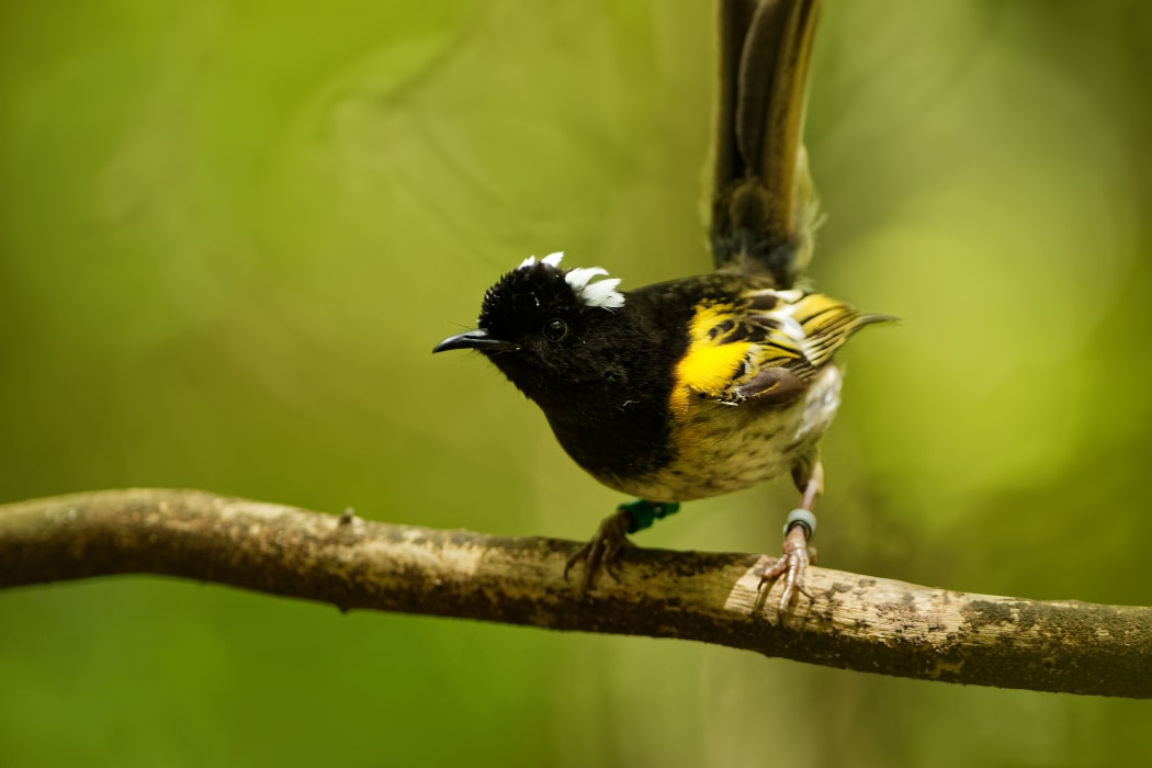 Hihi bird.
