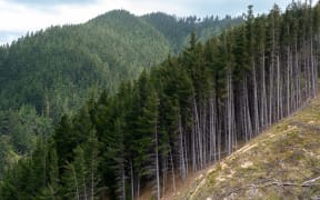 Forestry section in Port Underwood, South Island, New Zealand