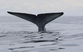 A blue whale shows its fluke as it dives deep in an area with abundant krill, in the South Taranaki bight.