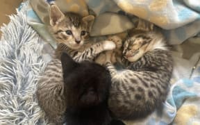 67 unwanted kittens spent Christmas at the Paws and Claws cat sanctuary in Rarotonga.
