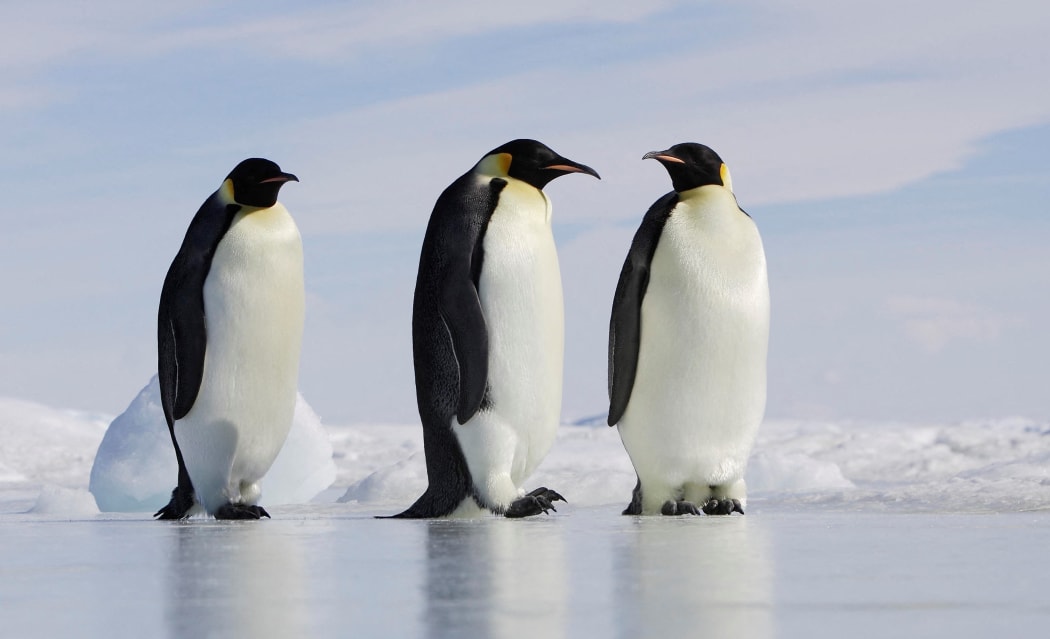 Emperor penguins on the ice Antarctica.

Biosphoto / Sylvain Cordier (Photo by Sylvain Cordier / Biosphoto / Biosphoto via AFP)