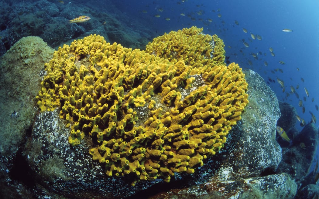 Golden sponge (Verongia aerophoba), Tenerife, Canary Islands.