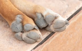 Brown dog feet on the ground background.