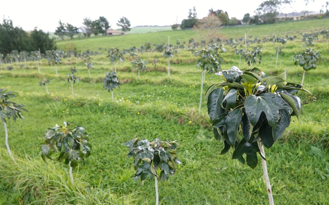 hwangchil, a Korean medicinal plant