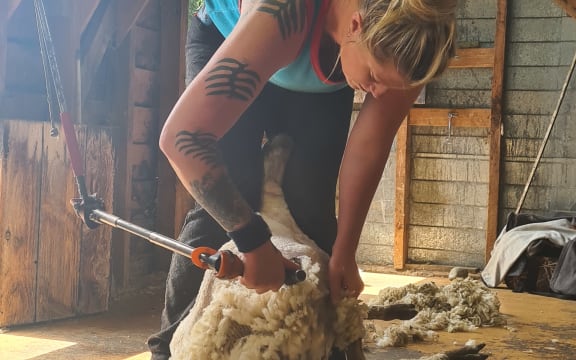 Amy Silcock shearing sheep