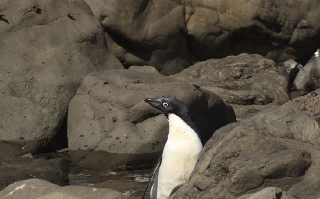 Adélie penguin in Wellington.