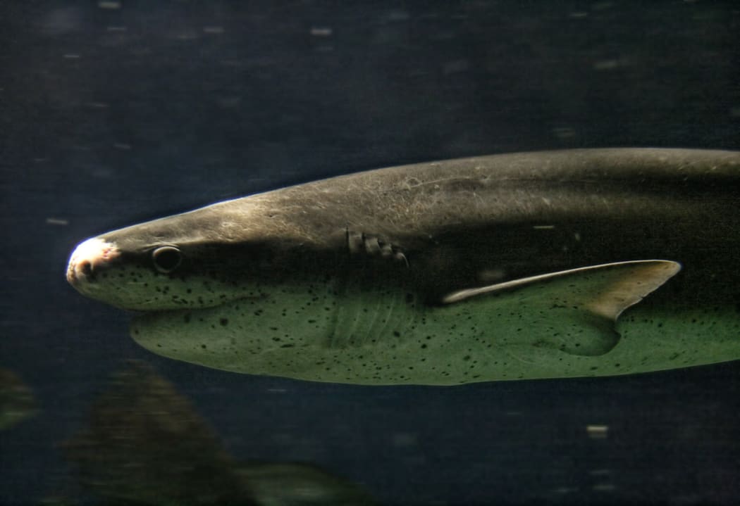 Broadnose sevengill shark (Notorynchus cepedianus)