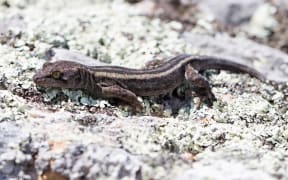 Moko-pāpā Waitaha gecko