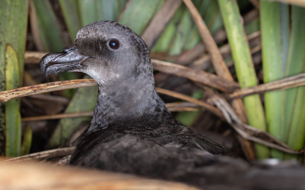 Ōi or grey-faced petrel on the Taranaki coastline.