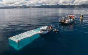 Snapper are being trialled in a new open ocean aquaculture farming system in Tasman Bay that has been developed by Plant & Food Research scientists.