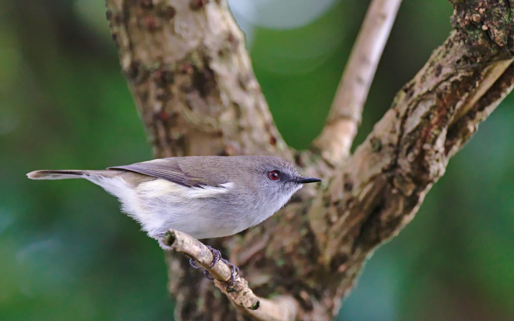 Riroriro/Grey Warbler