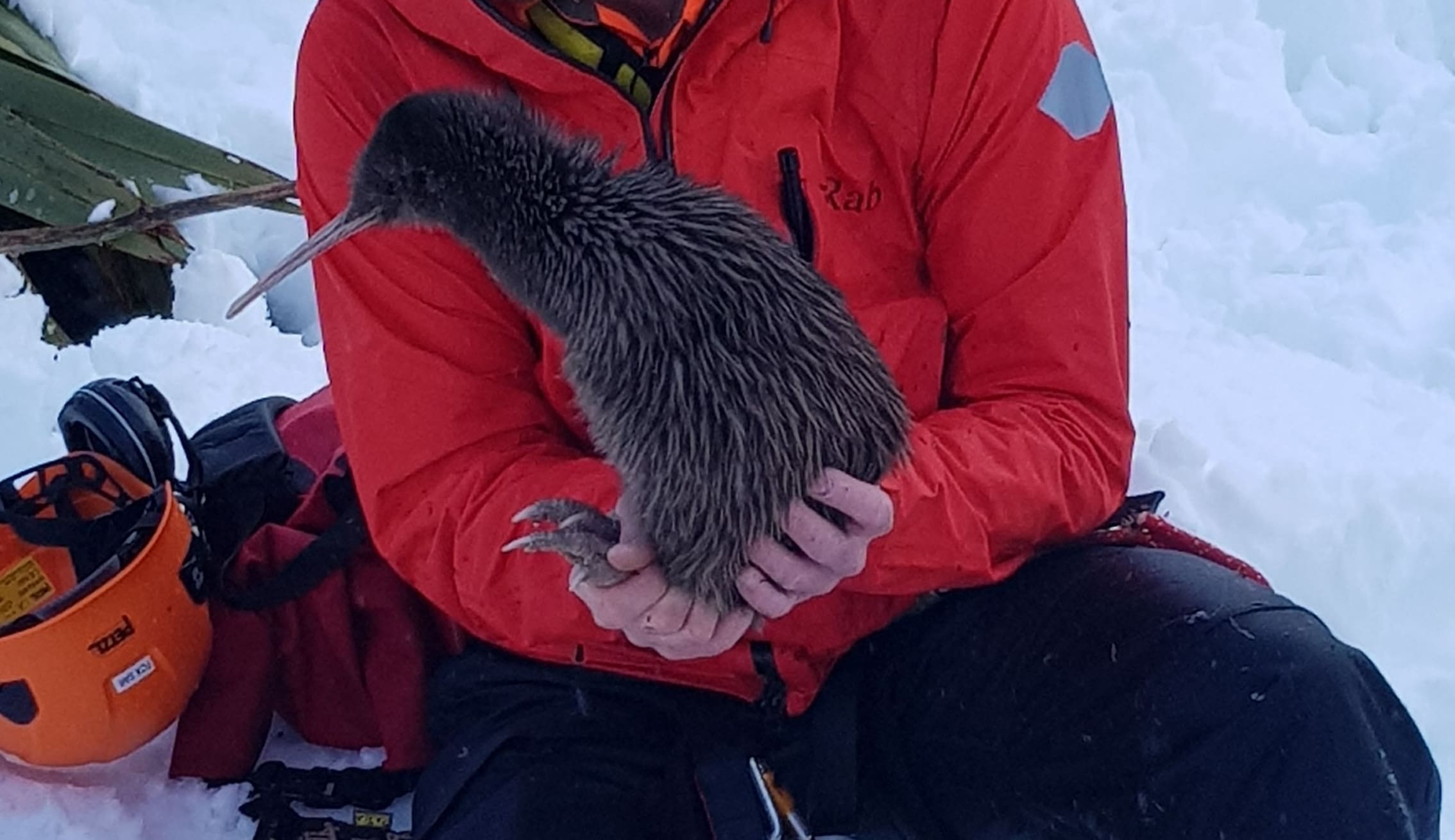Rowi kiwi Aroha with Biodiversity Ranger Iain Graham after her rescue last month.