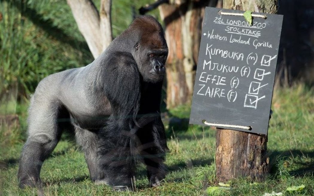 Kumbuka is pictured during a photocall for London Zoo's annual stocktake in 2014.