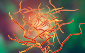 Nematodes