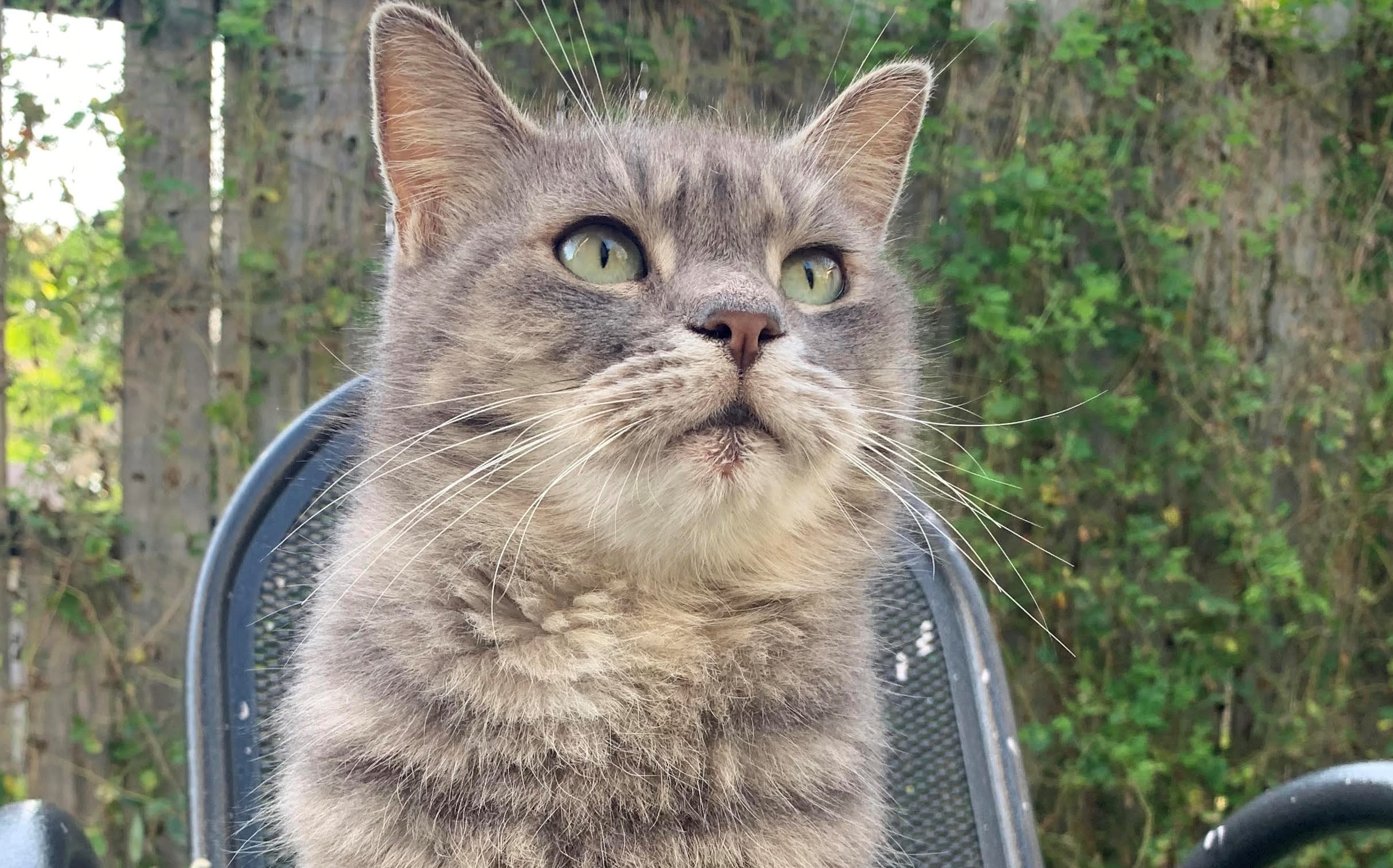 A grey cat sitting on a chair.
