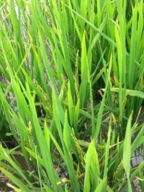 New varieties of rice are being bred to withstand weather extremes and greater soil salinity. Close up image of bright green rice plant growing in paddy
