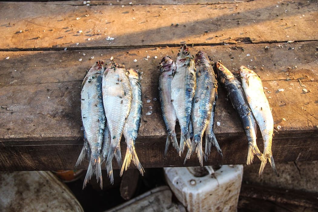 Poor quality fish in Senegal on a market.