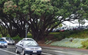 The under-threat pohutukawa on Great North Road, near Western Springs and St Lukes Road, in Auckland.